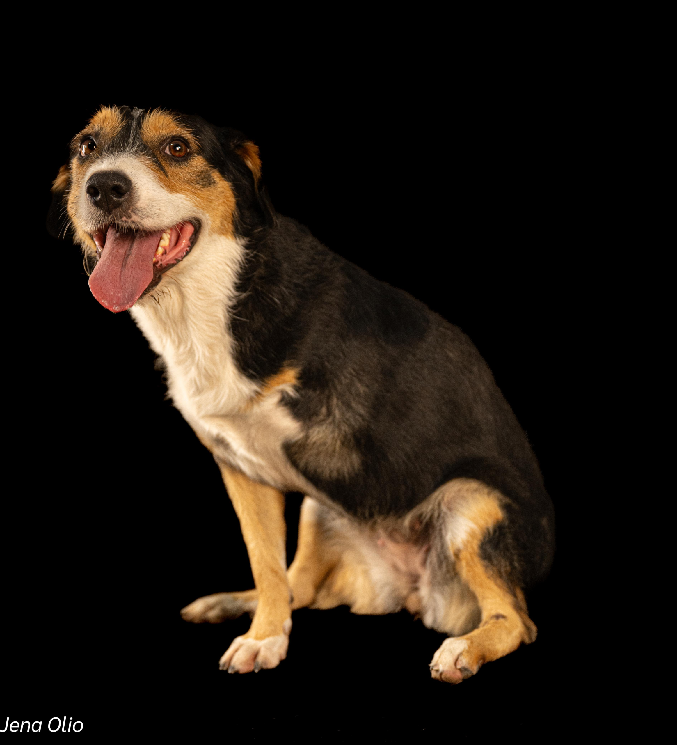 Meet Julie – The Three-Legged Wonder! - Image 3