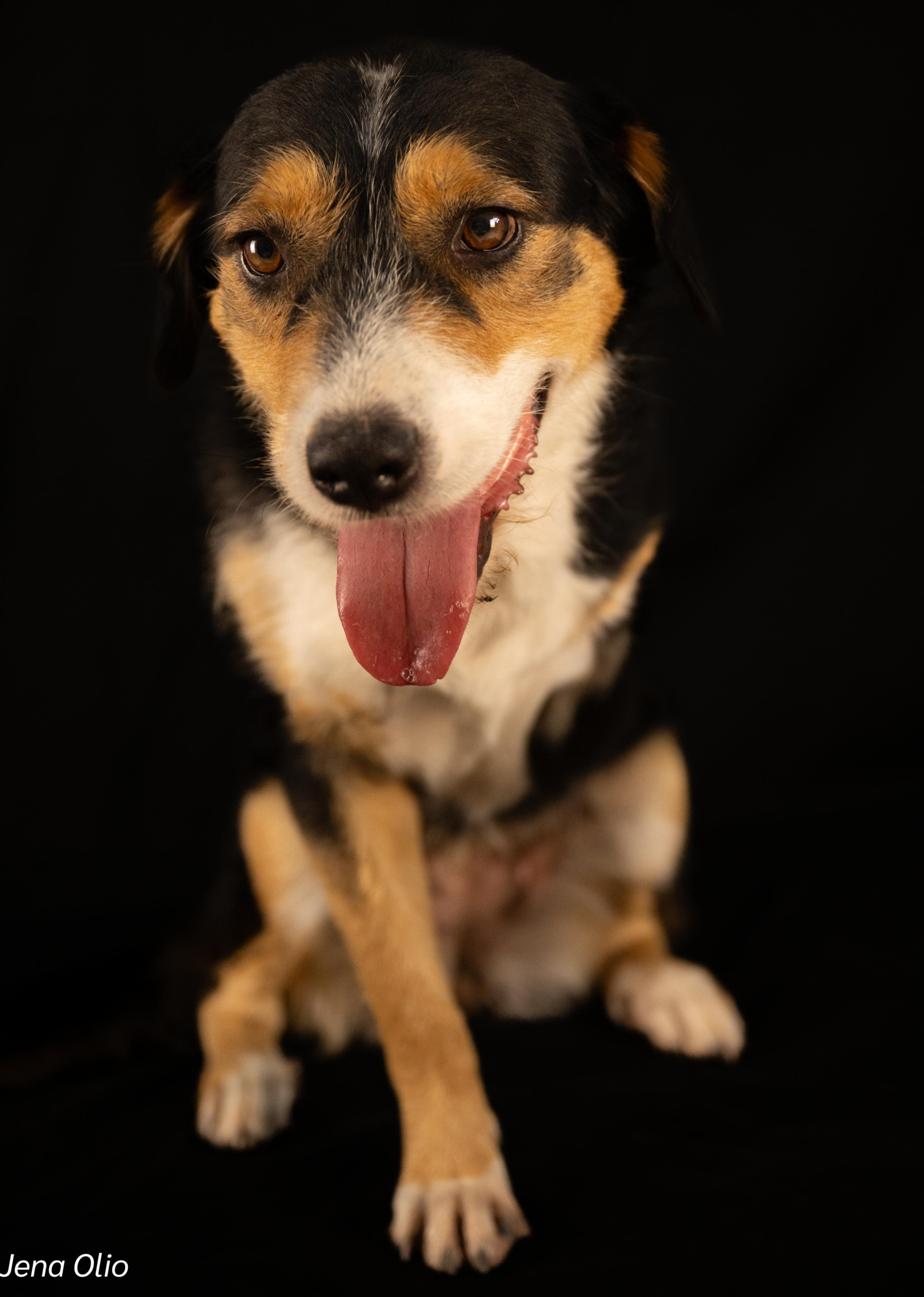 Meet Julie – The Three-Legged Wonder! - Image 2
