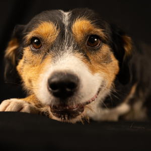 Meet Julie – The Three-Legged Wonder!