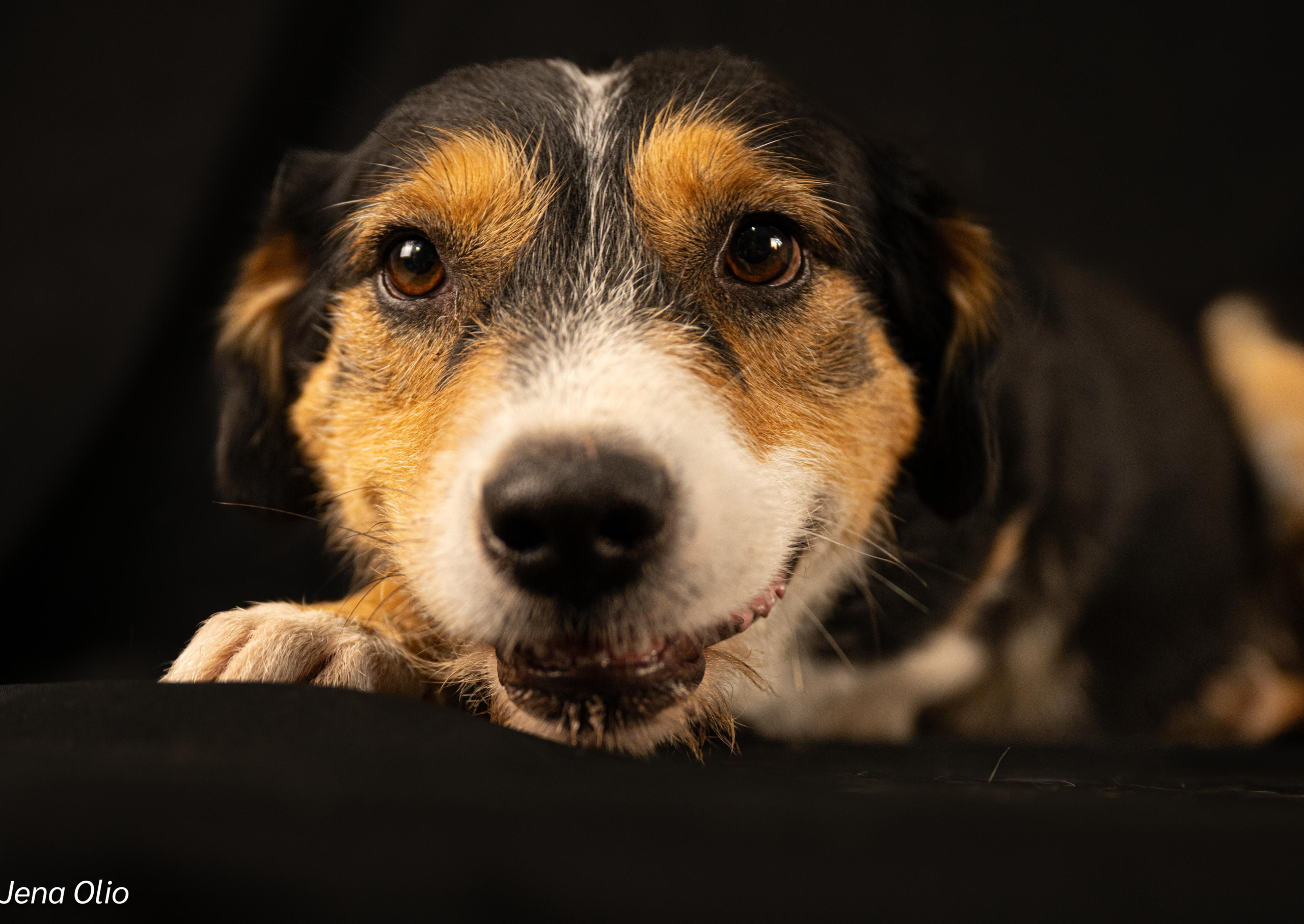 Meet Julie – The Three-Legged Wonder!