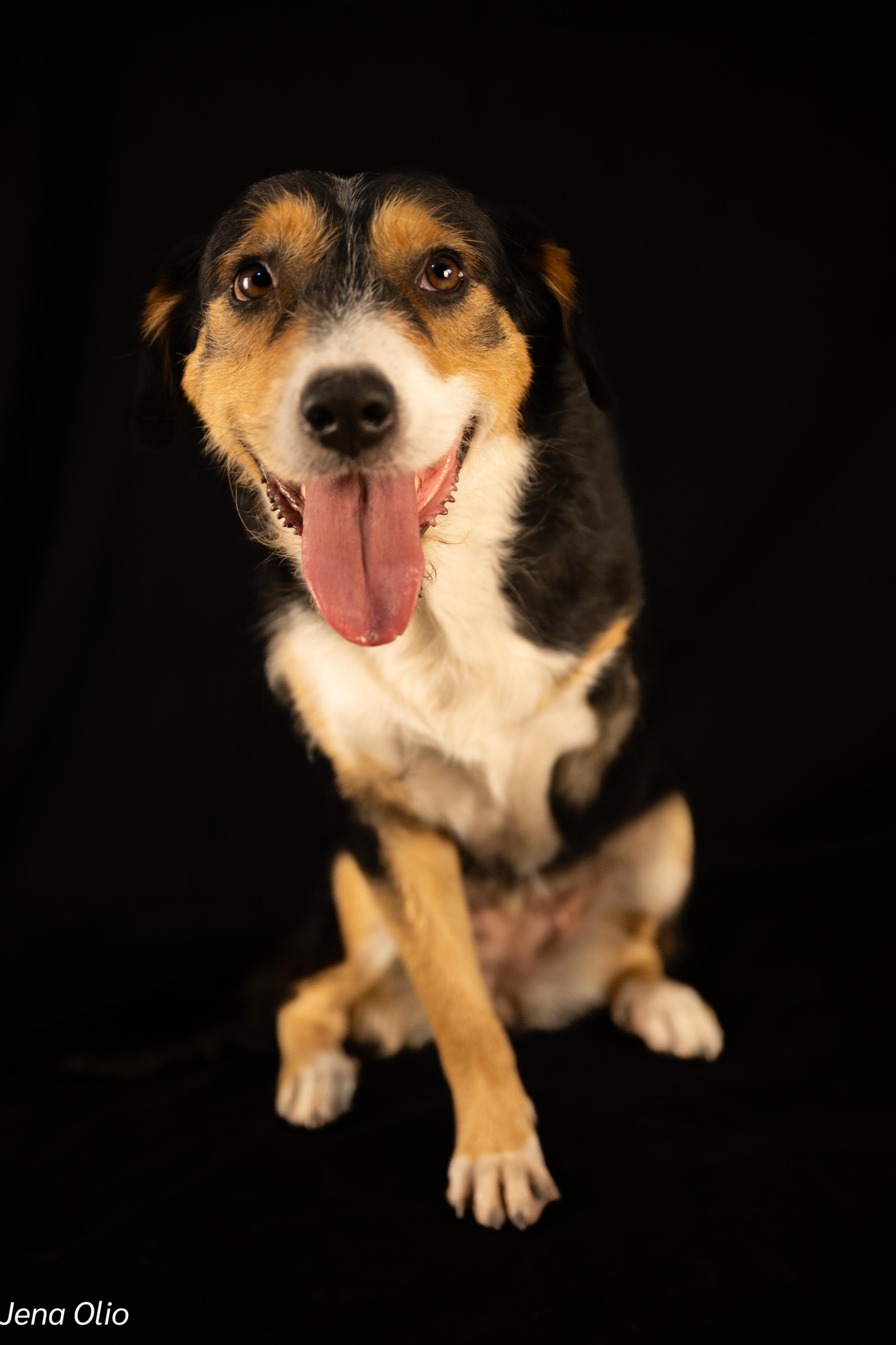 Meet Julie – The Three-Legged Wonder! - Image 4