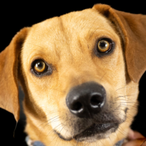 Gemma – Your Perfect Playful Companion!