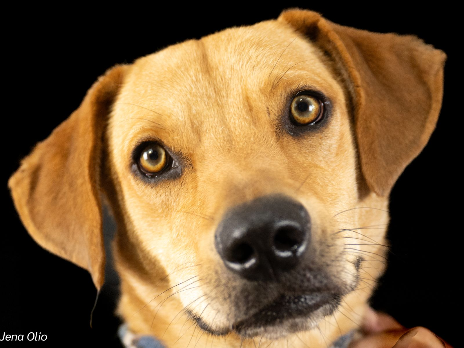 Gemma โ Your Perfect Playful Companion!