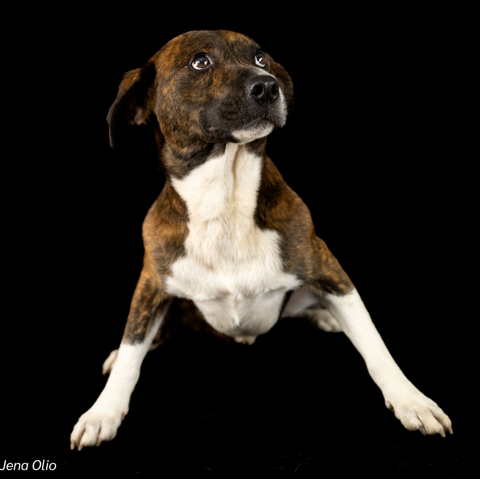 Hey Humans, I'm Rocky! - Image 2