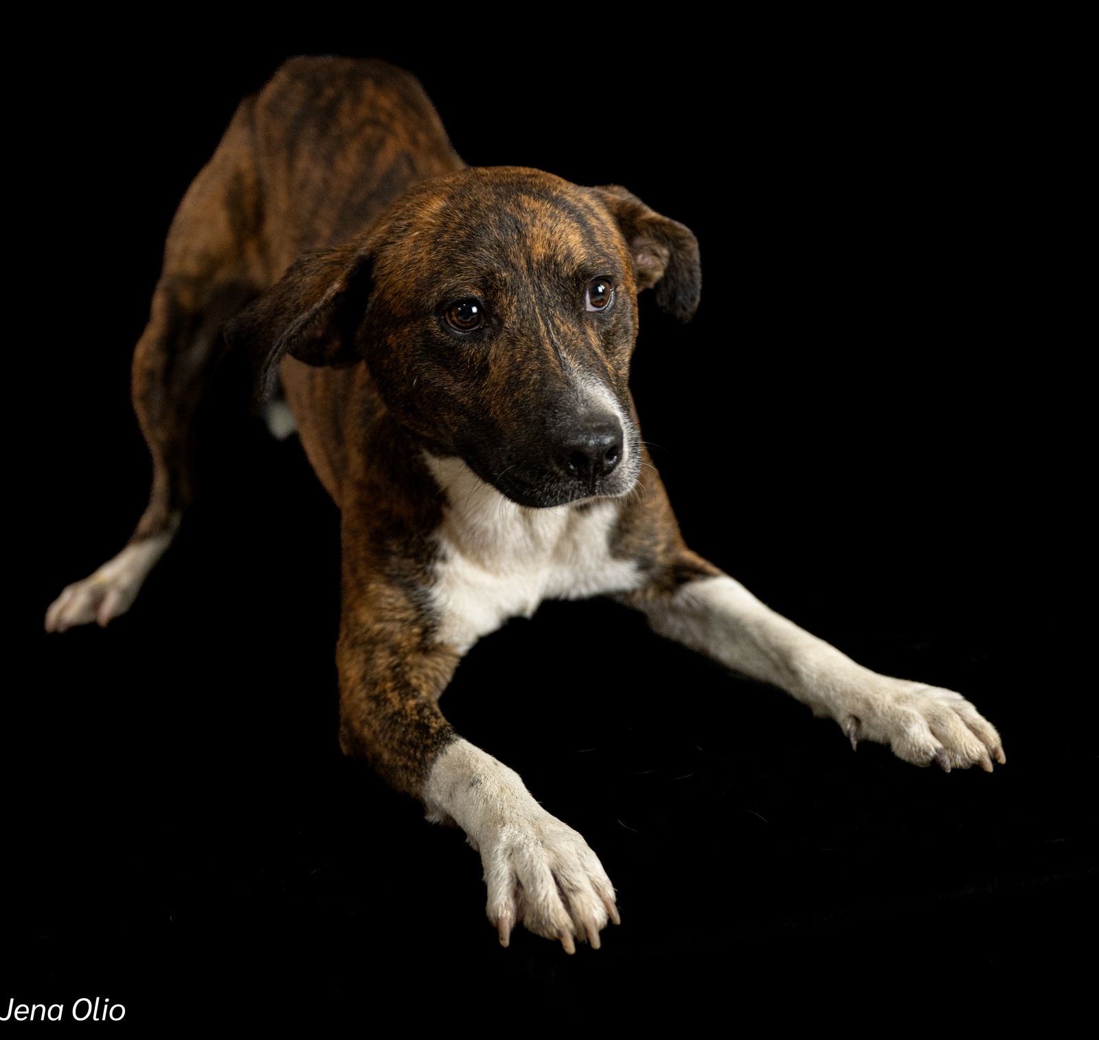 Hey Humans, I'm Rocky! - Image 4