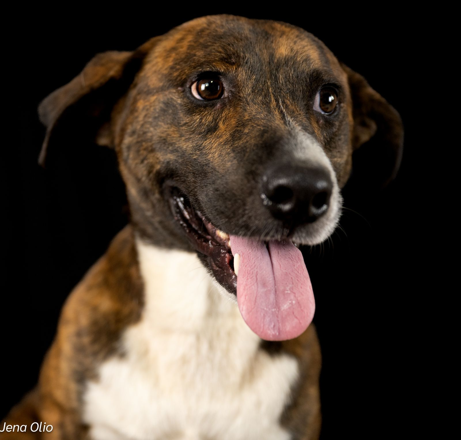 Hey Humans, I'm Rocky! - Image 3