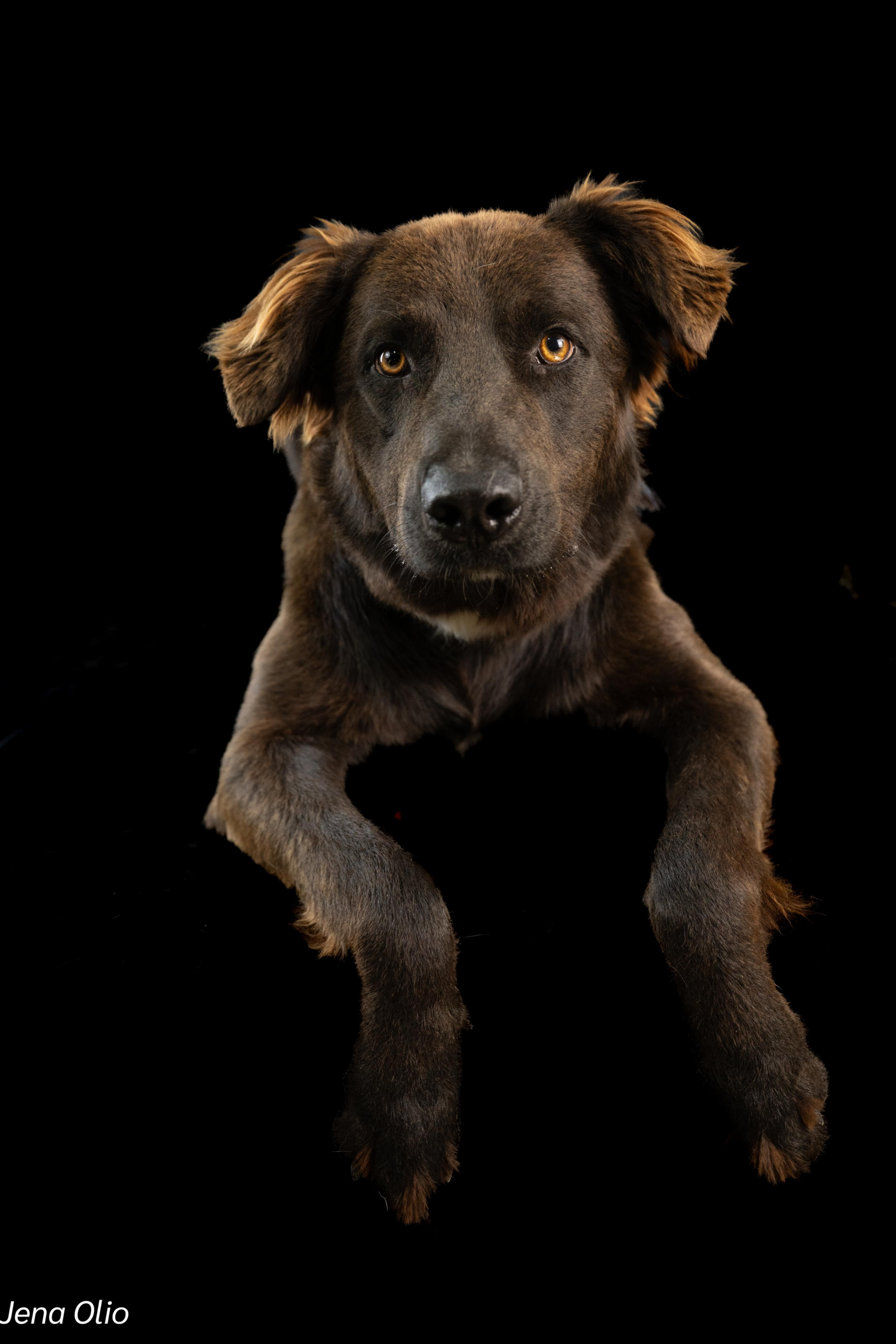 Rusty: Where golden retriever joy meets labrador loyalty! - Image 4