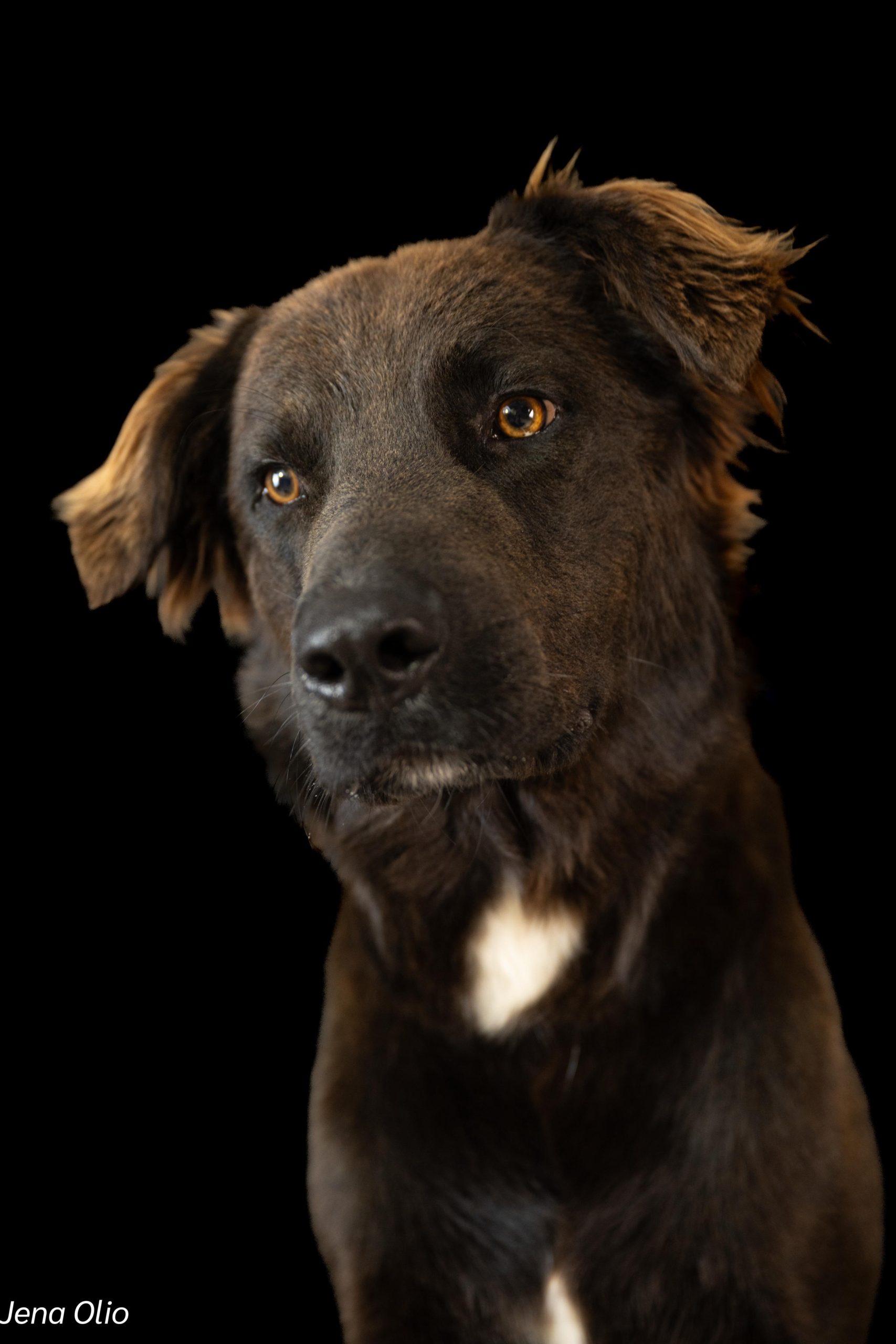 Rusty: Where golden retriever joy meets labrador loyalty! - Image 3