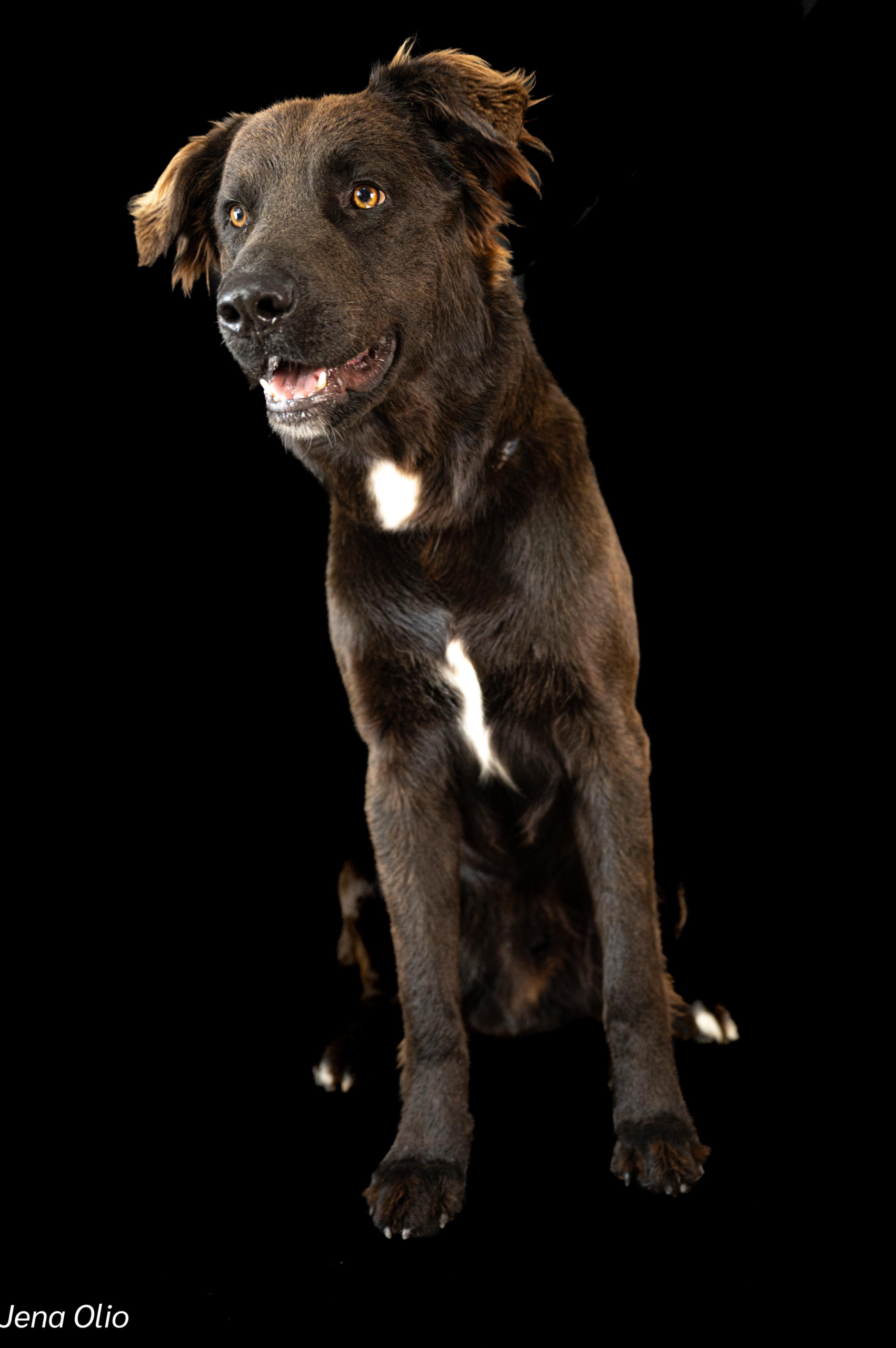 Rusty: Where golden retriever joy meets labrador loyalty! - Image 2