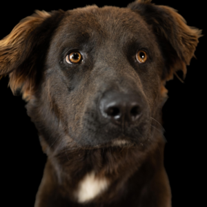 Rusty: Where golden retriever joy meets labrador loyalty!