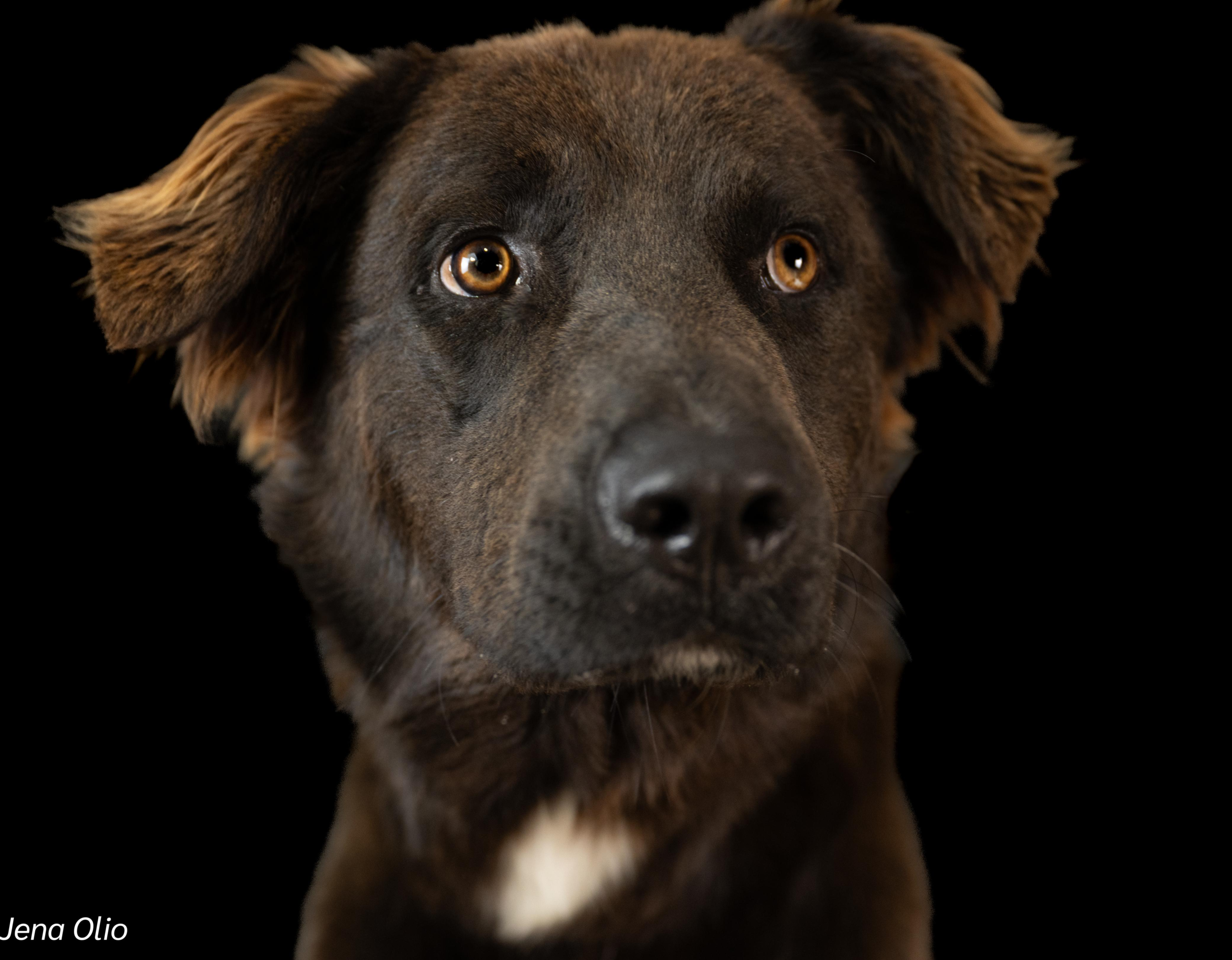 Rusty: Where golden retriever joy meets labrador loyalty!