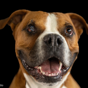 Nacho – Your One-Eyed Adventure Buddy