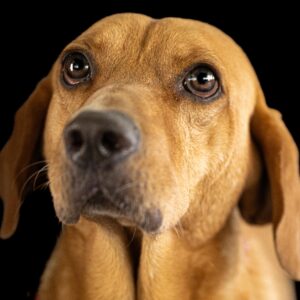 Lucky – Your Loyal Companion