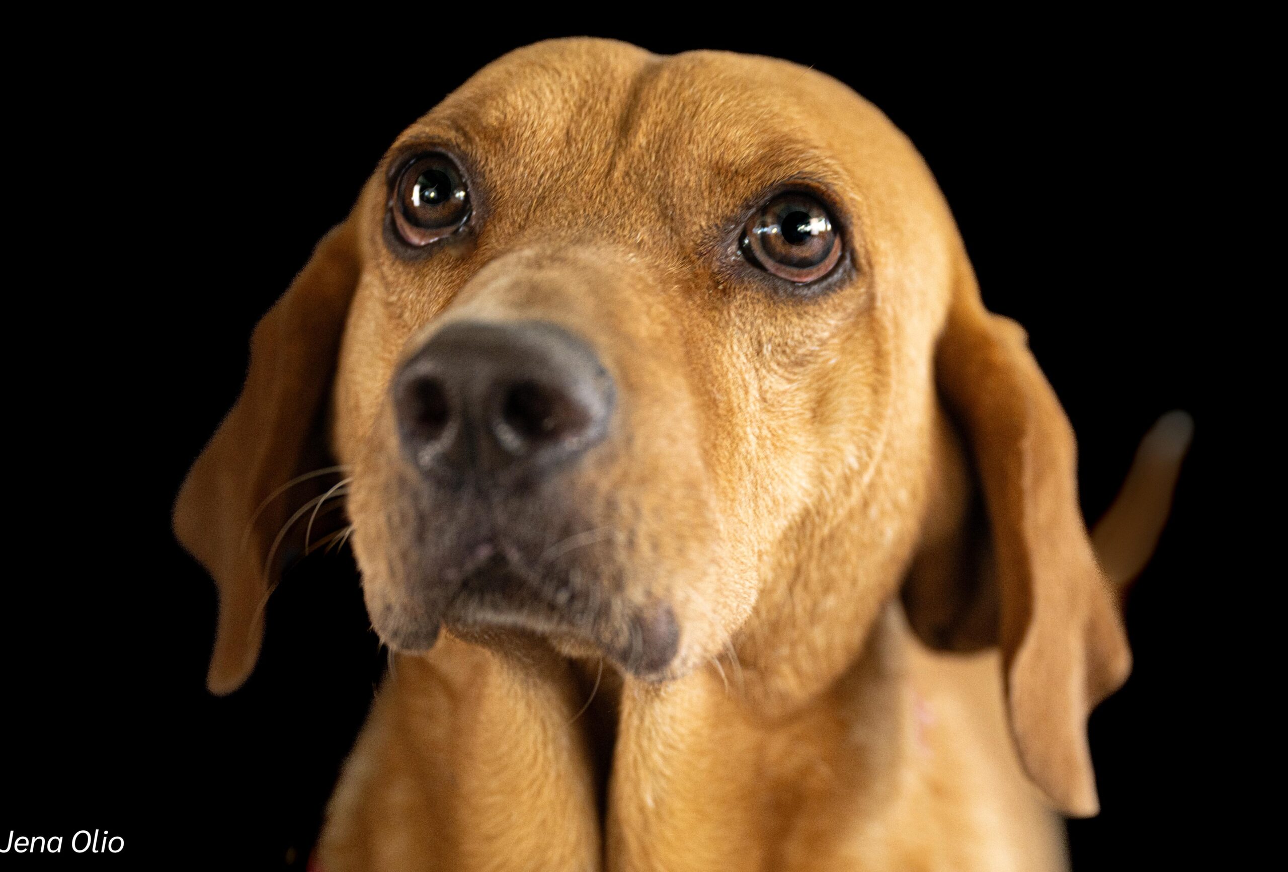Lucky – Your Loyal Companion