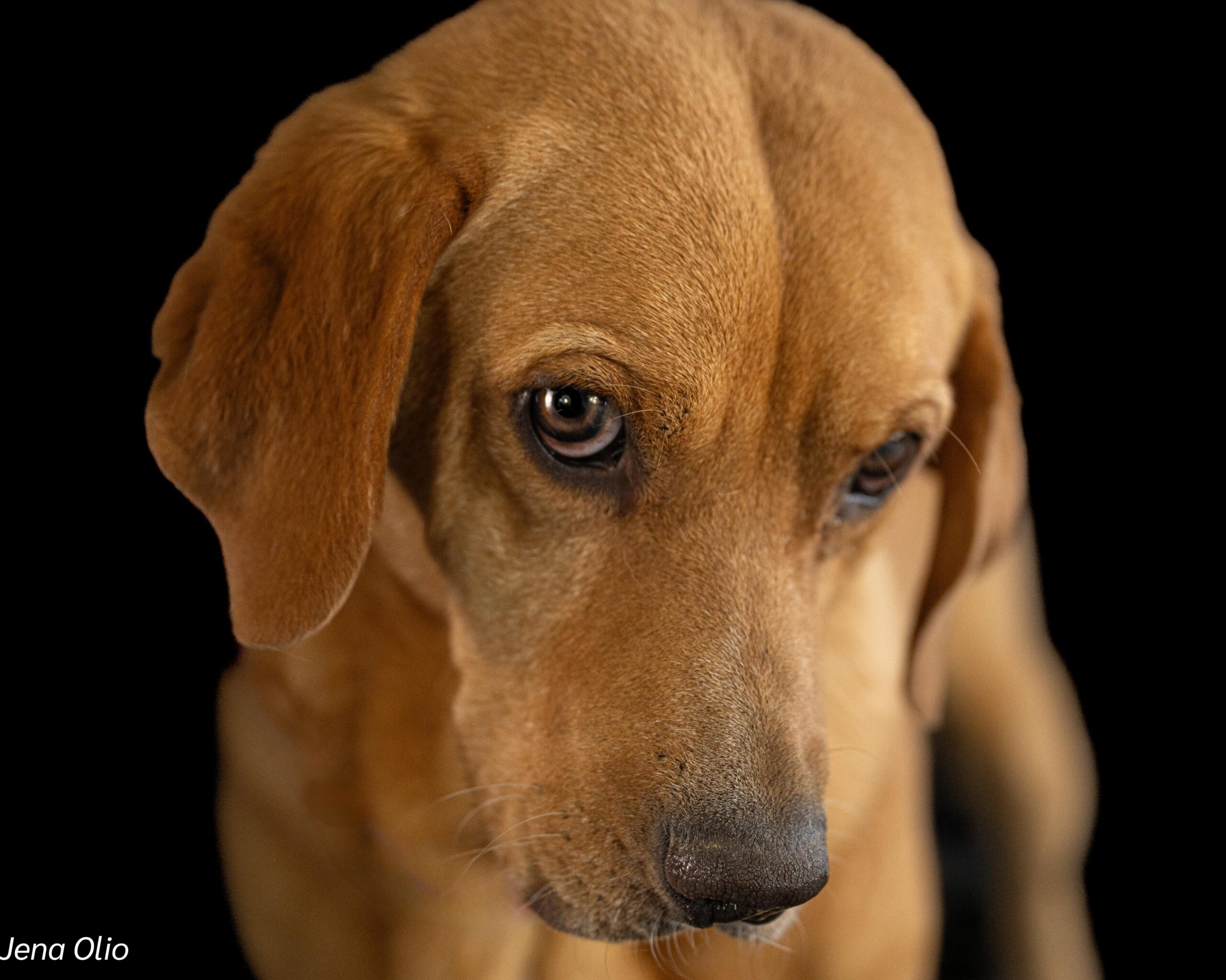 Lucky – Your Loyal Companion - Image 2