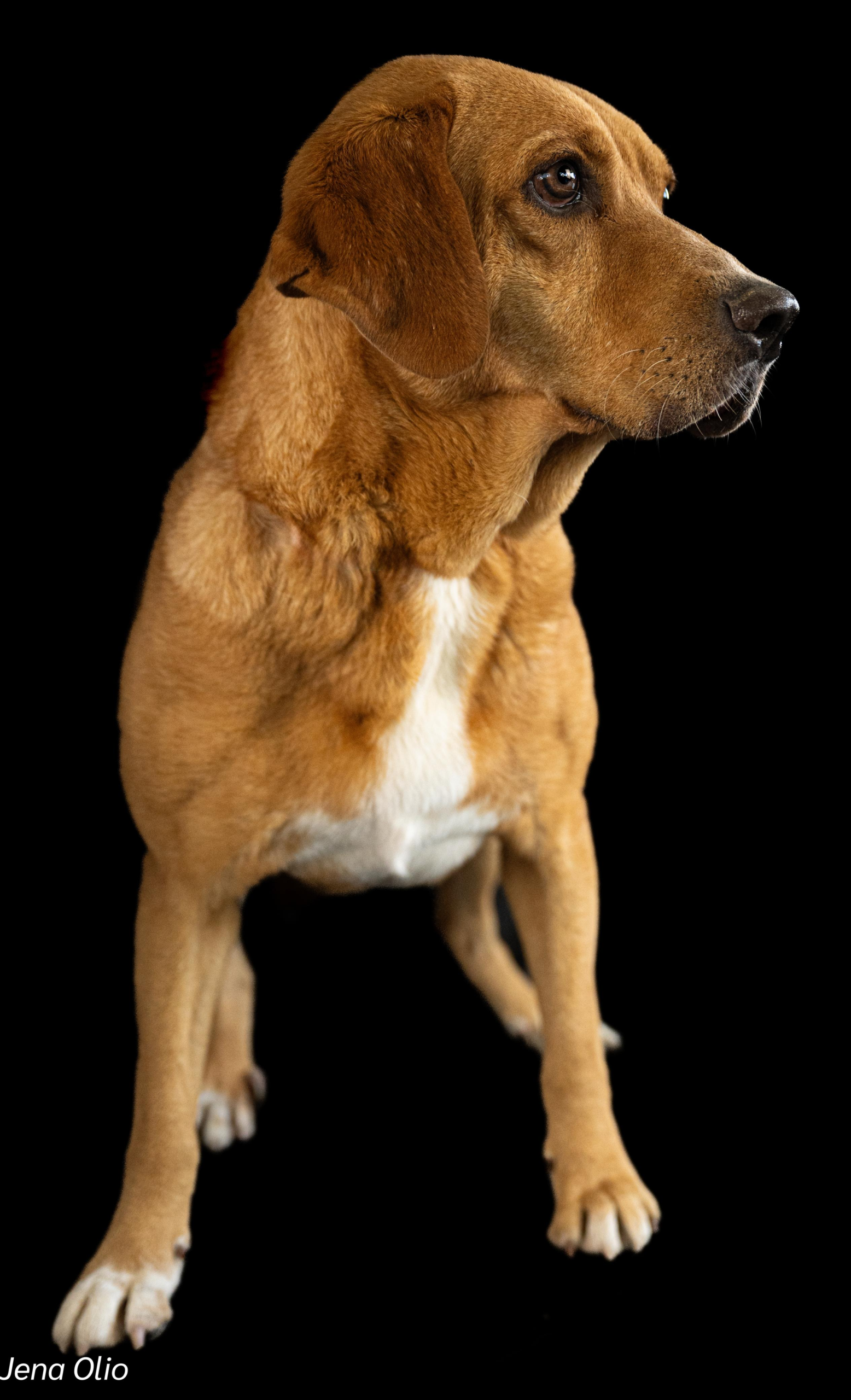 Lucky – Your Loyal Companion - Image 4