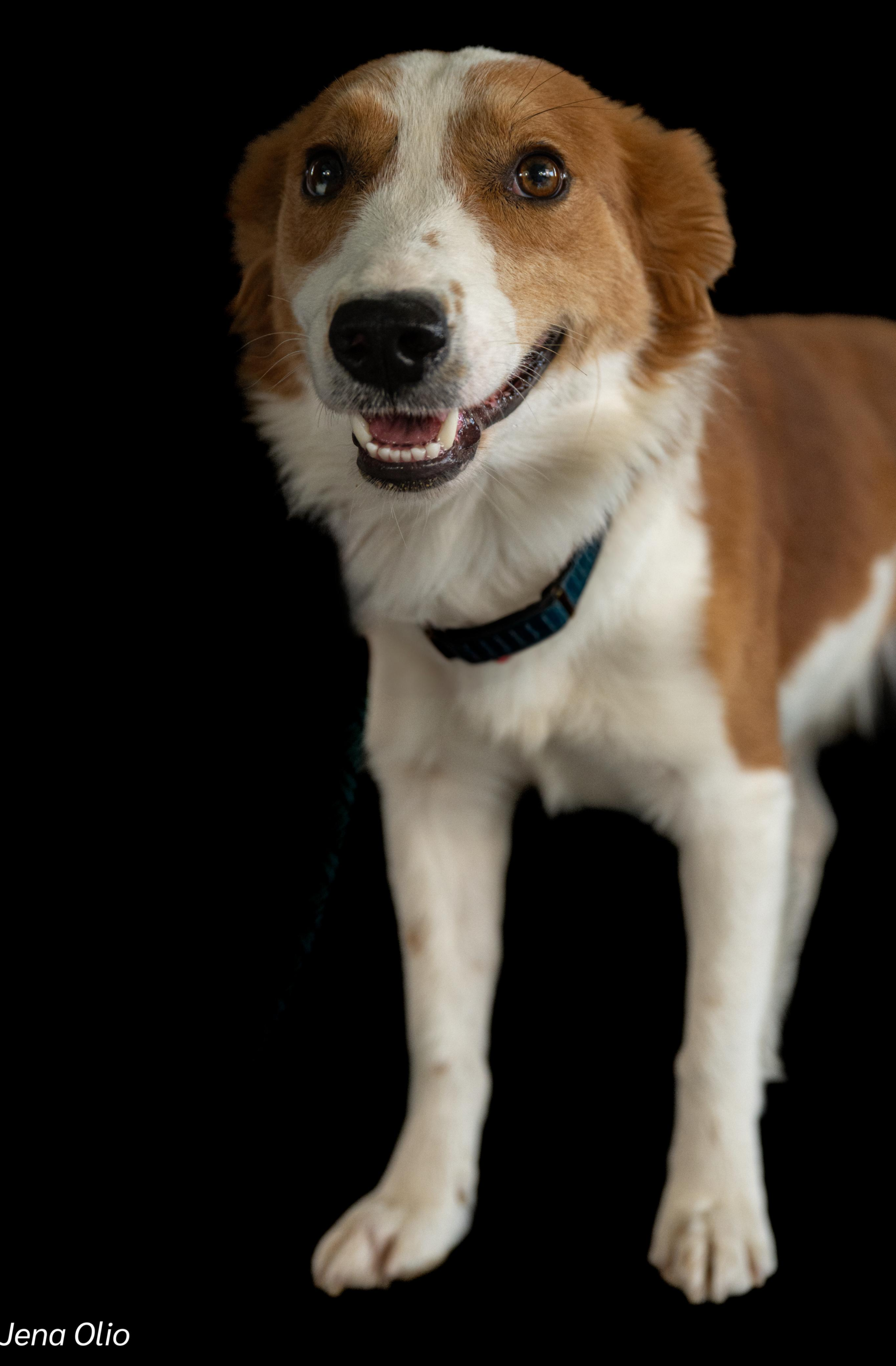 Meet Pato – Your Future Snuggle Coach & Full-Time Heart Stealer! - Image 4