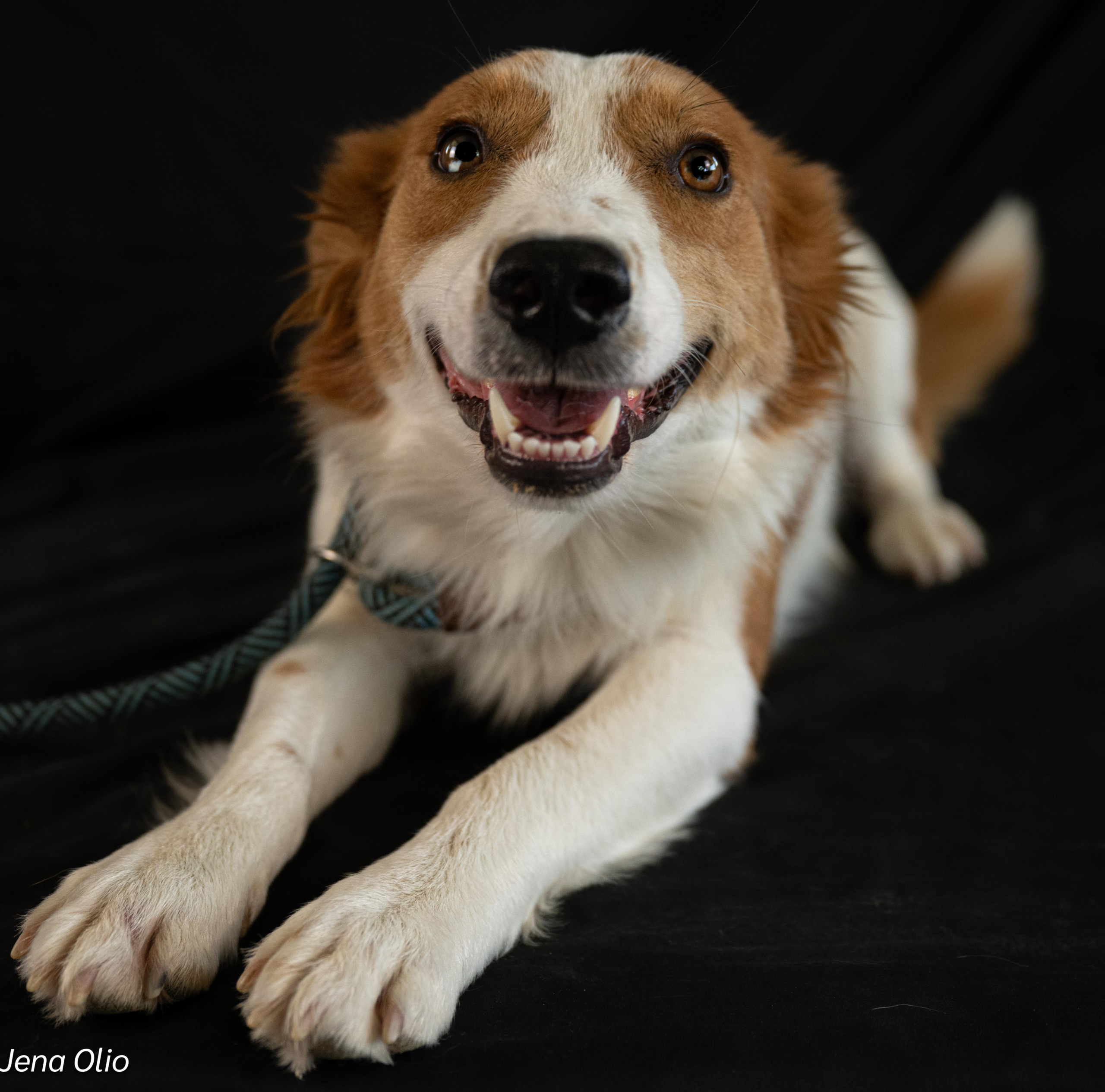 Meet Pato – Your Future Snuggle Coach & Full-Time Heart Stealer! - Image 3