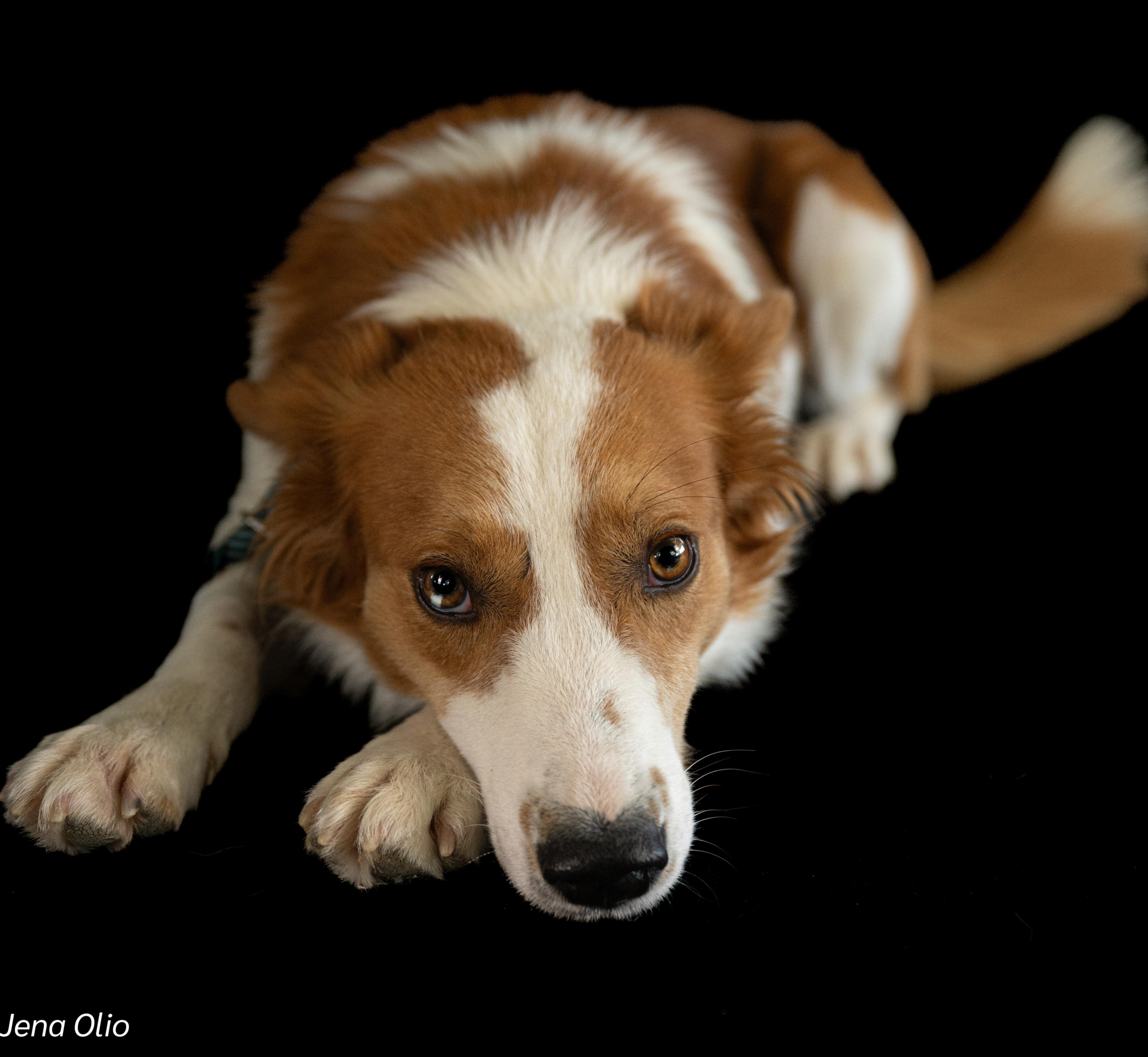 Meet Pato – Your Future Snuggle Coach & Full-Time Heart Stealer! - Image 2