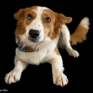Meet Pato – Your Future Snuggle Coach & Full-Time Heart Stealer!