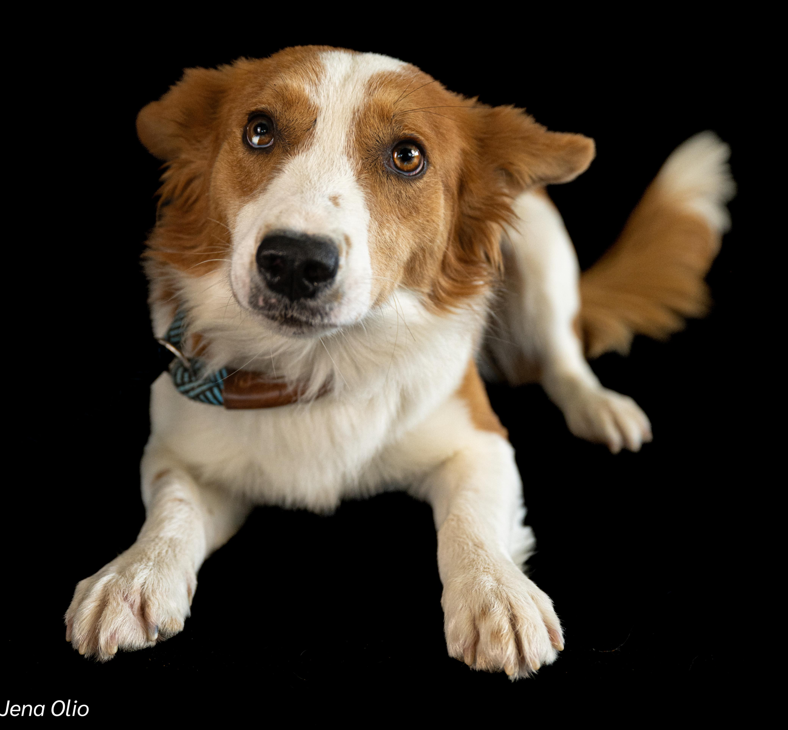 Meet Pato – Your Future Snuggle Coach & Full-Time Heart Stealer!