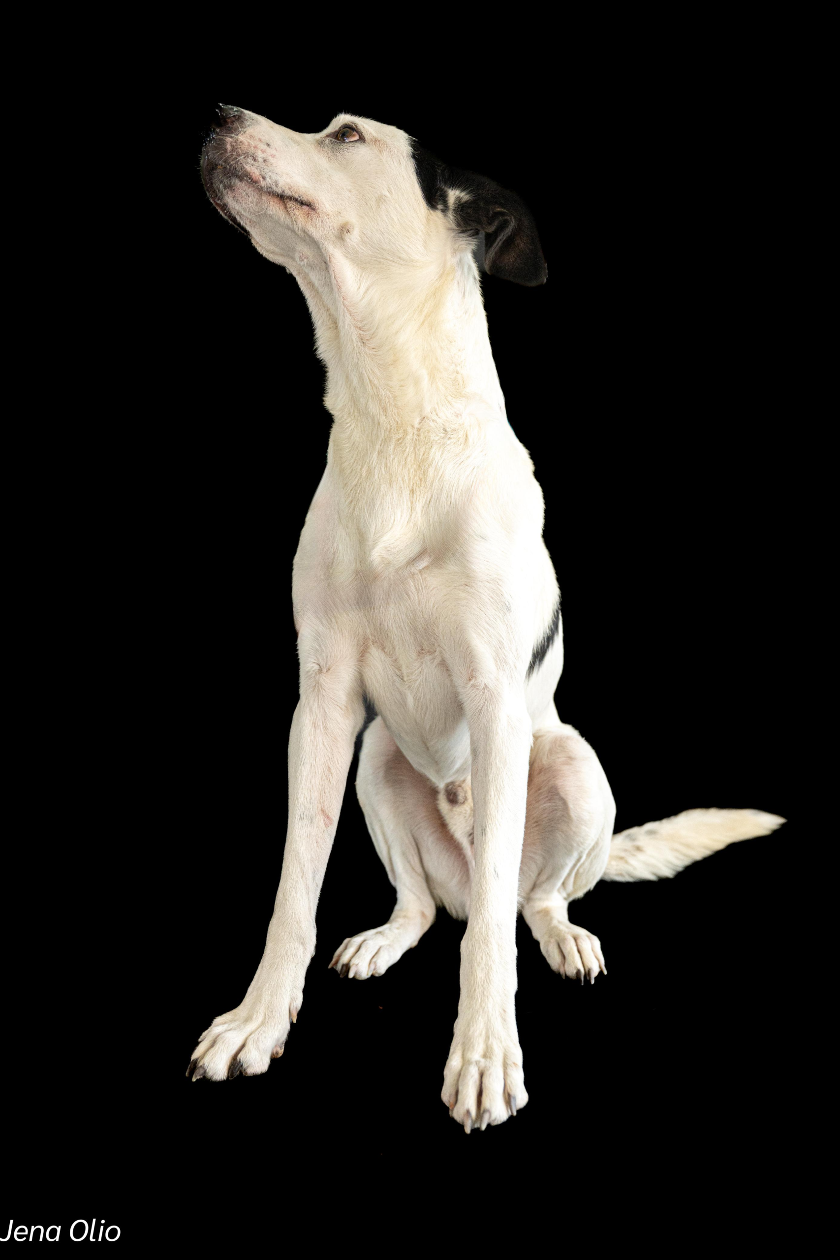 Introducing Paco – Your Sleek, Soulful Sidekick & Devoted Best Friend! 🐾✨ - Image 3