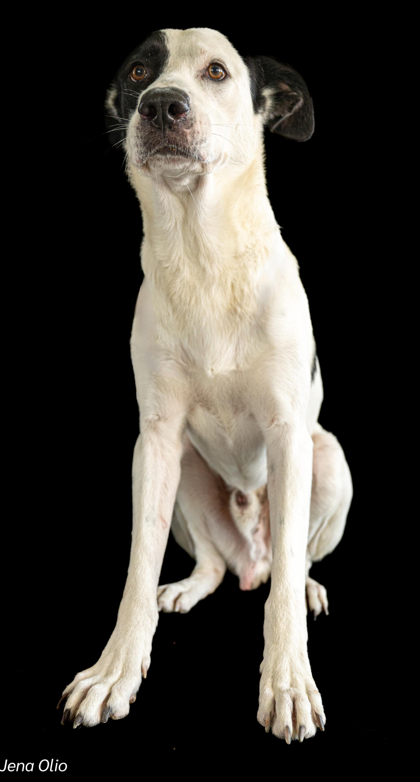 Introducing Paco – Your Sleek, Soulful Sidekick & Devoted Best Friend! 🐾✨ - Image 2