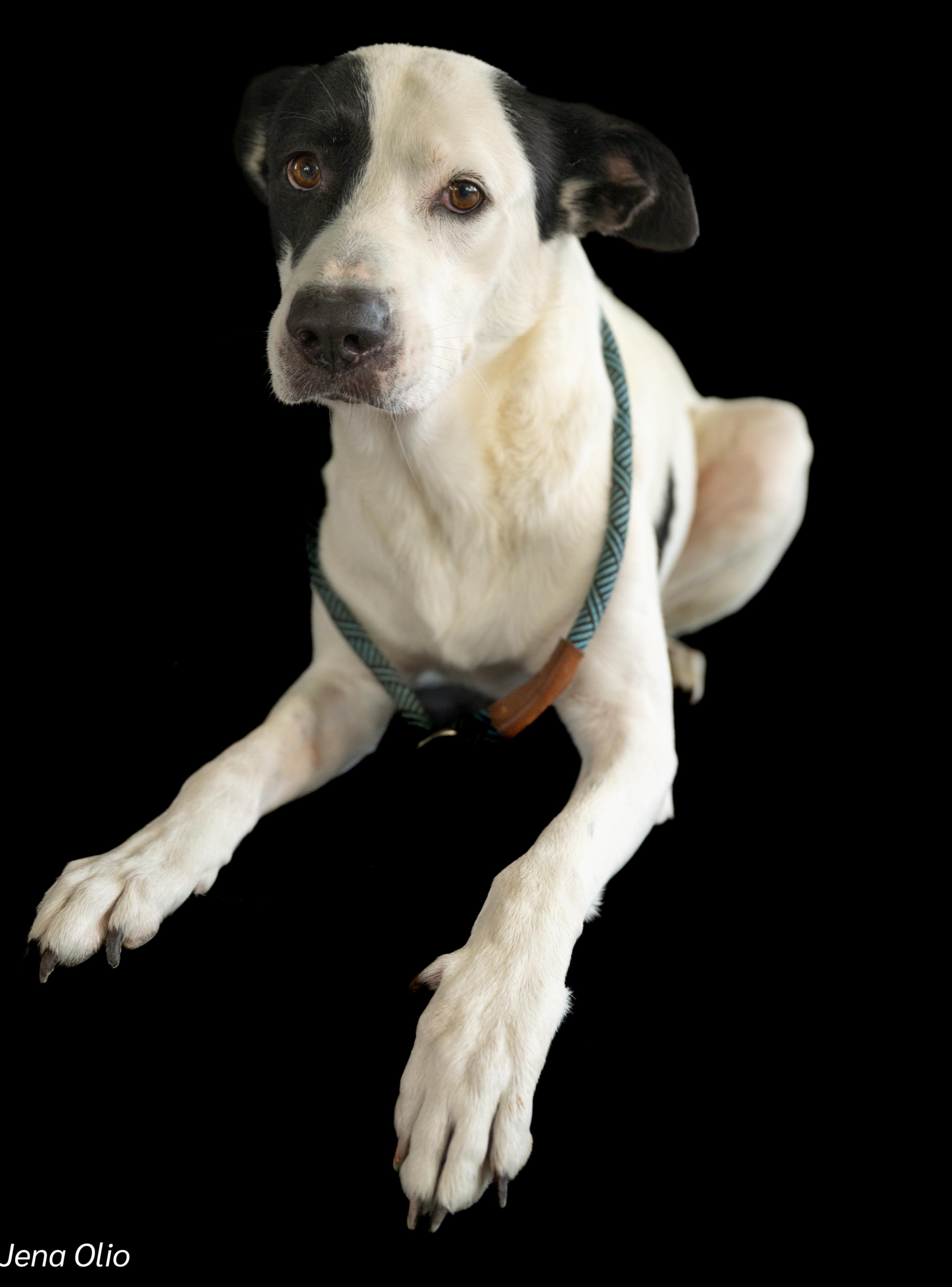 Introducing Paco – Your Sleek, Soulful Sidekick & Devoted Best Friend! 🐾✨ - Image 4