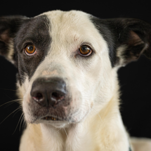 Introducing Paco – Your Sleek, Soulful Sidekick & Devoted Best Friend! 🐾✨
