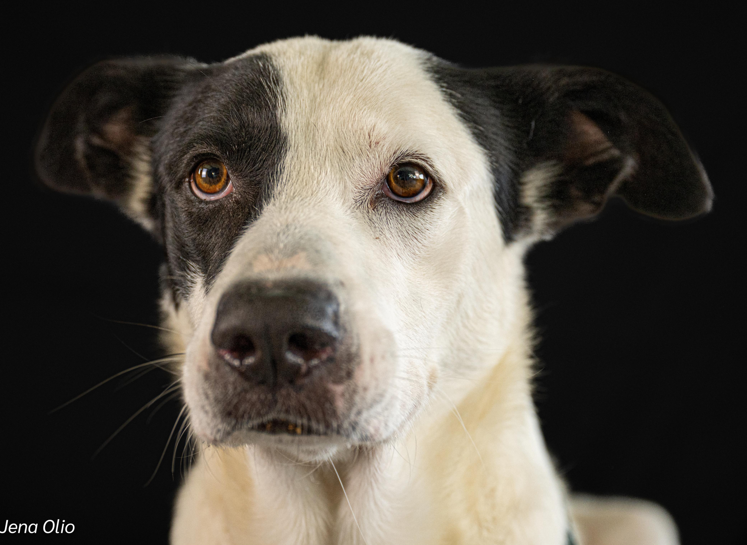 Introducing Paco – Your Sleek, Soulful Sidekick & Devoted Best Friend! 🐾✨