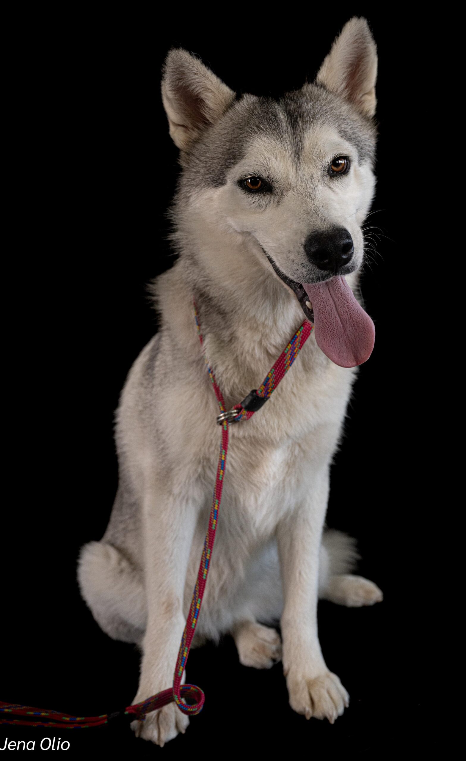 Meet Osa – Your Majestic, Mischievous, and Magnificent Husky Companion! ❄️🐾 - Image 3