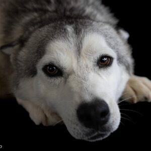 Meet Osa – Your Majestic, Mischievous, and Magnificent Husky Companion! ❄️🐾