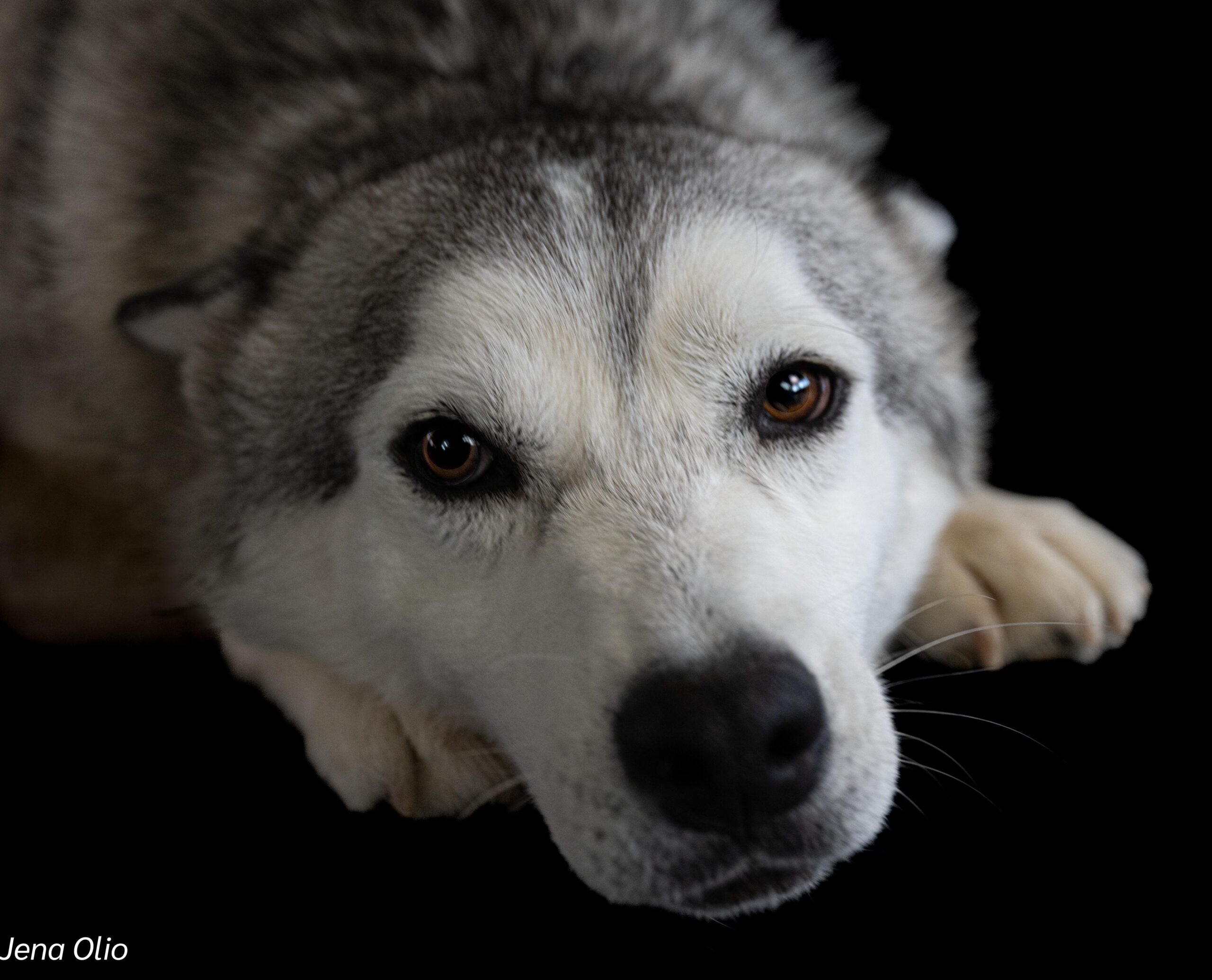 Meet Osa – Your Majestic, Mischievous, and Magnificent Husky Companion! ❄️🐾