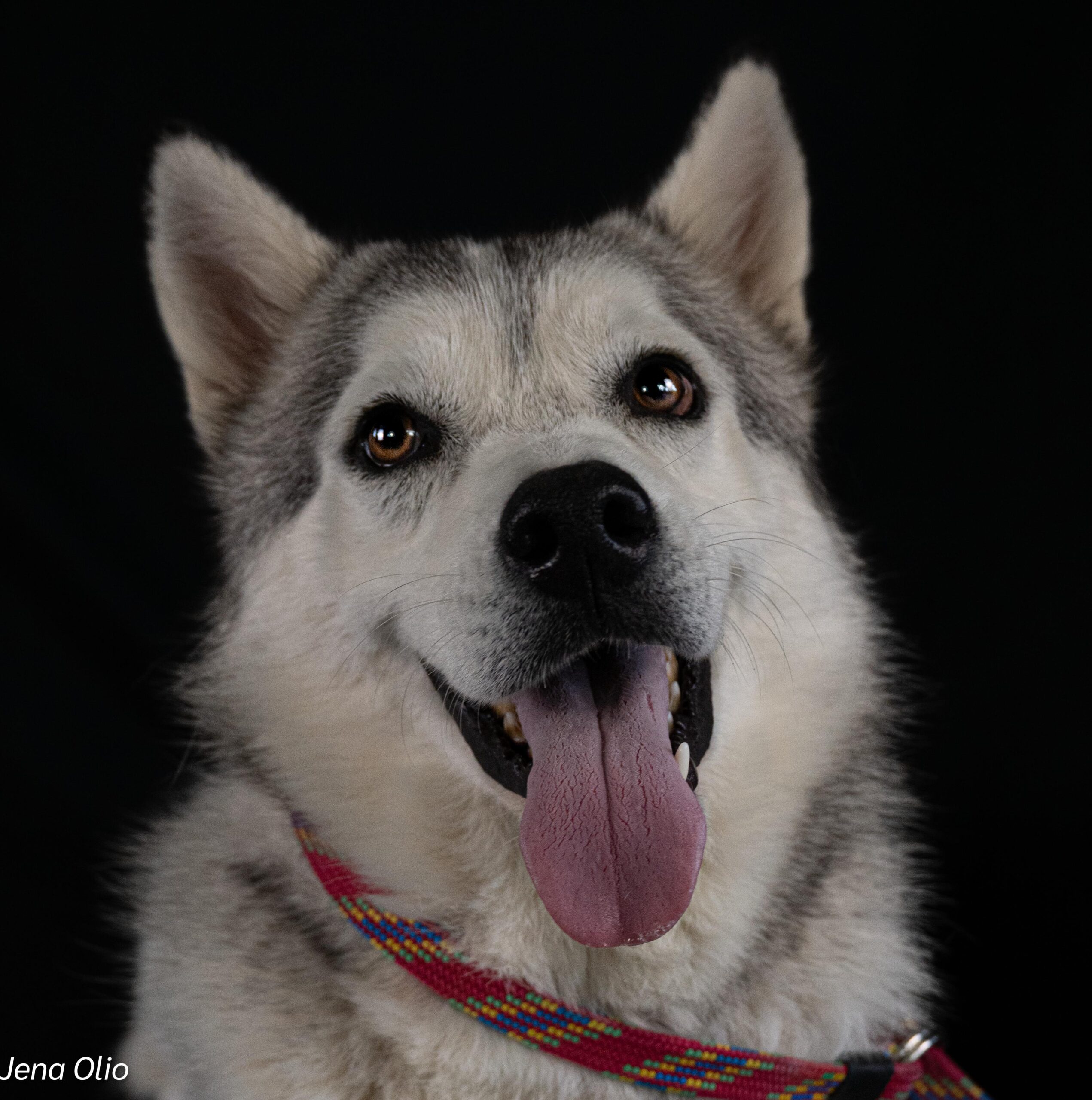 I'm Penny – your future four-legged rockstar! 🎸🐾 - Image 2