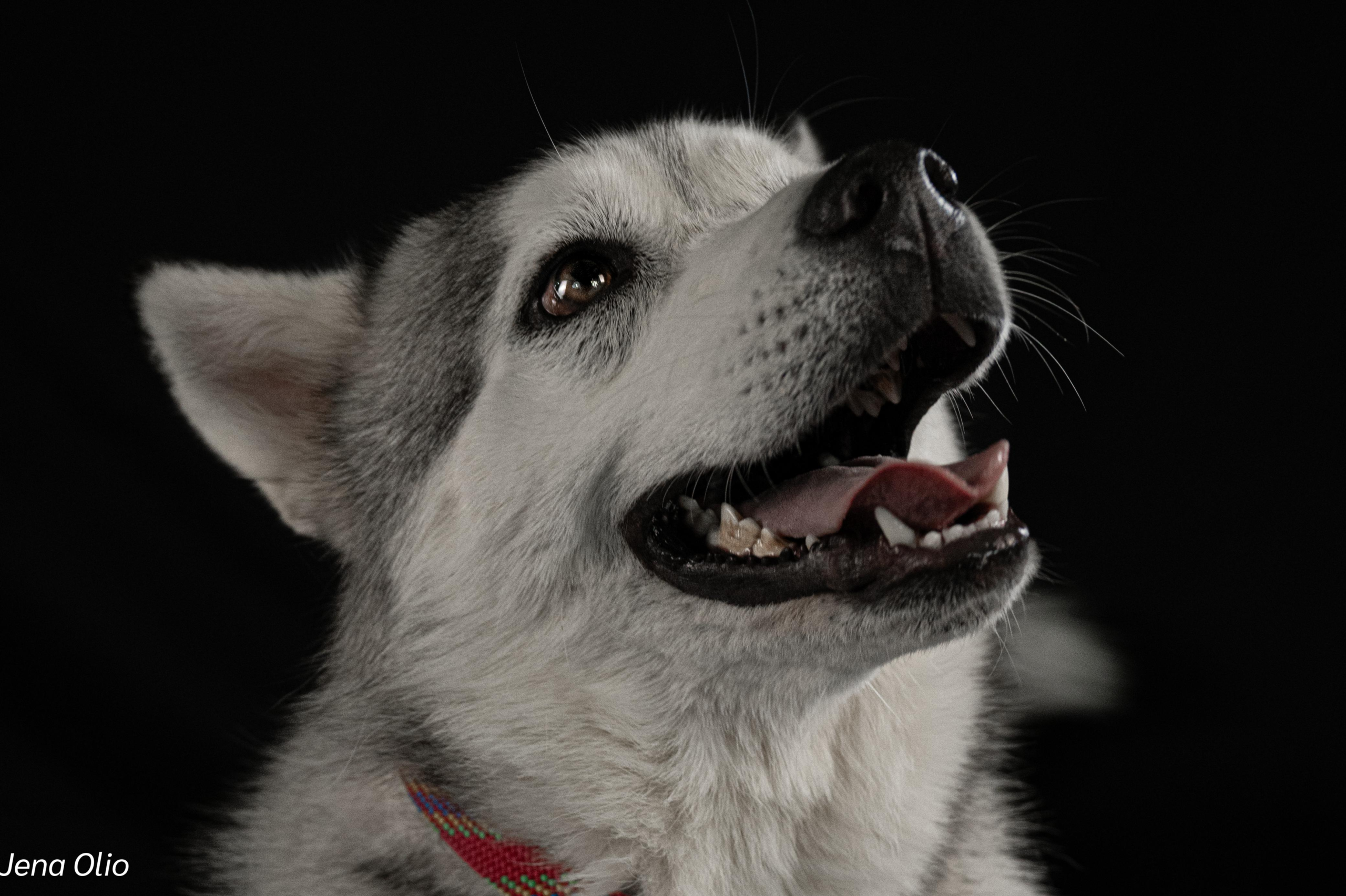 Meet Osa – Your Majestic, Mischievous, and Magnificent Husky Companion! ❄️🐾 - Image 5
