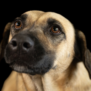 Erica – Your Regal, Ready-to-Love Companion & Devoted Princess! 👑🐾
