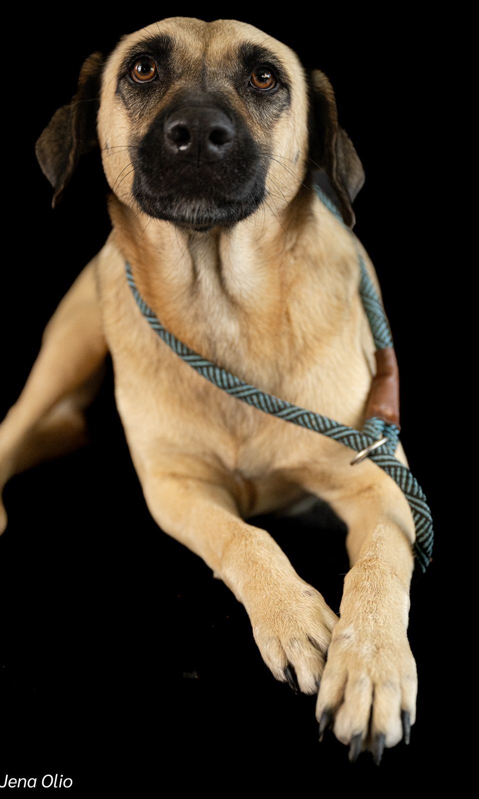 Erica – Your Regal, Ready-to-Love Companion & Devoted Princess! 👑🐾 - Image 2