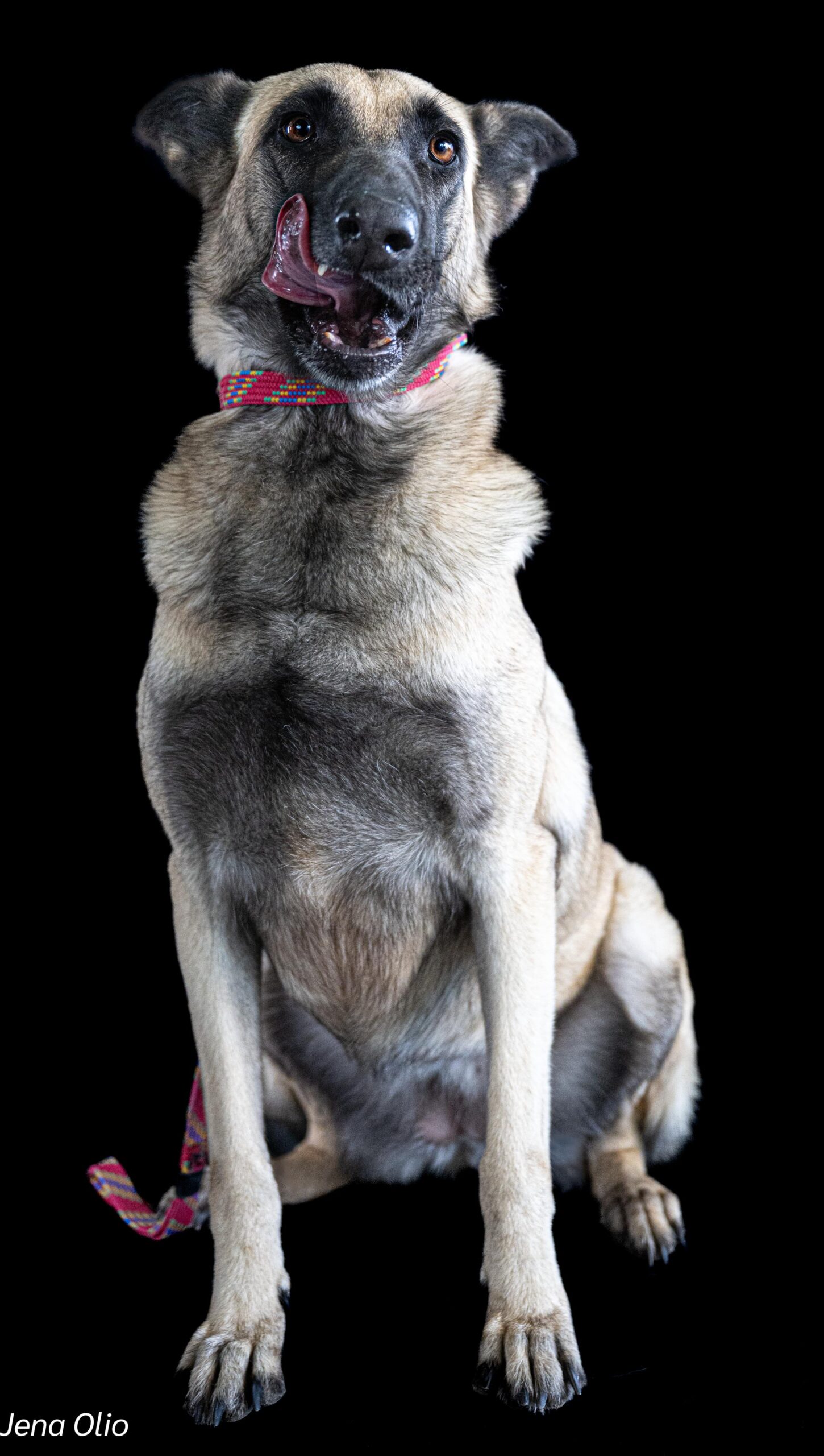 I'm Penny – your future four-legged rockstar! 🎸🐾 - Image 3