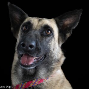 I'm Penny – your future four-legged rockstar! 🎸🐾