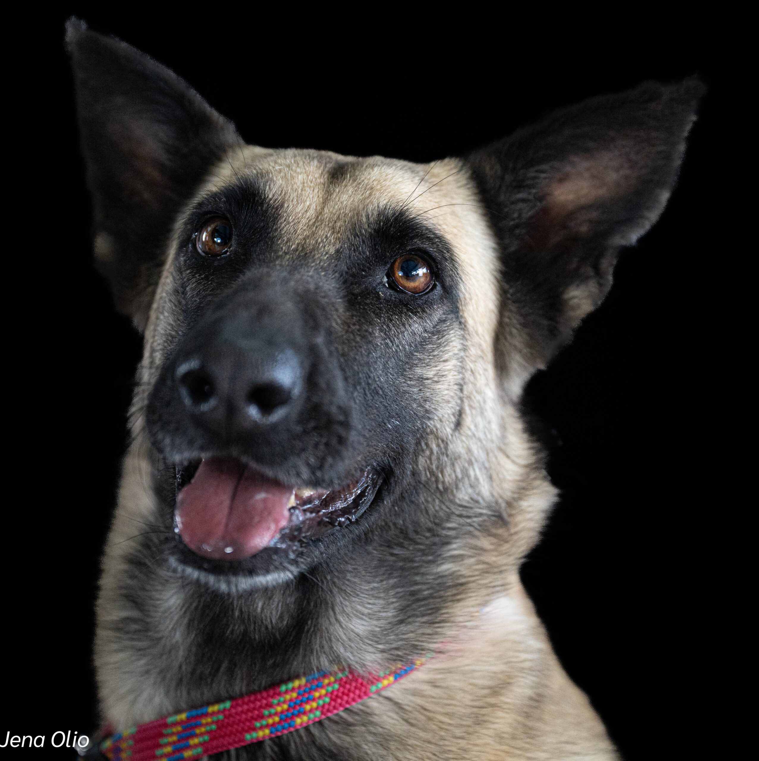 I'm Penny – your future four-legged rockstar! 🎸🐾